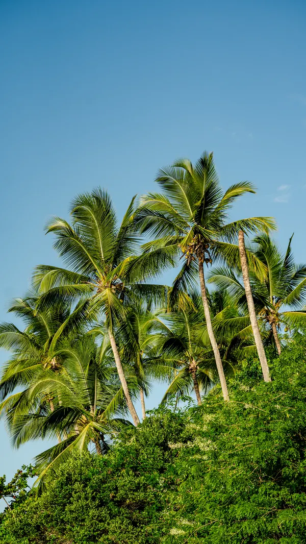 Coconut palms against the blue sky, on the Maraú Peninsula