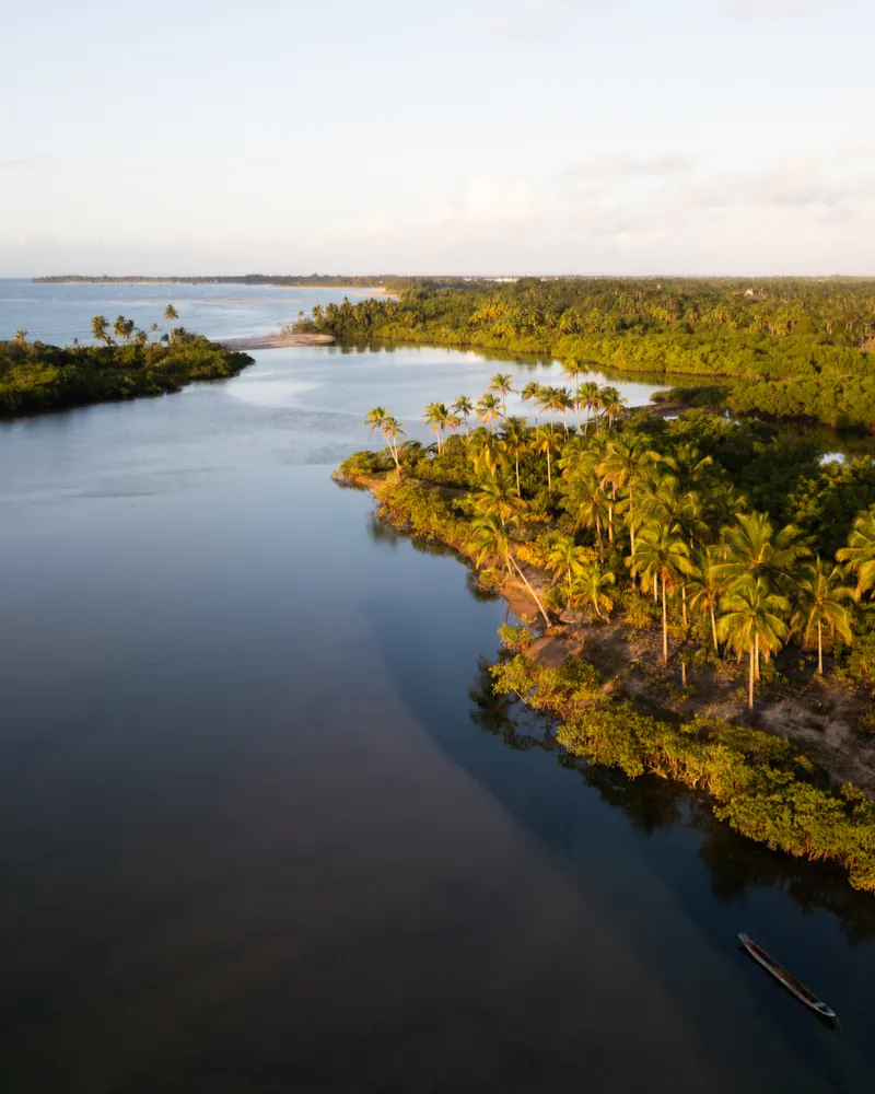 A dark-water river between palm groves and mangrove, seen from above