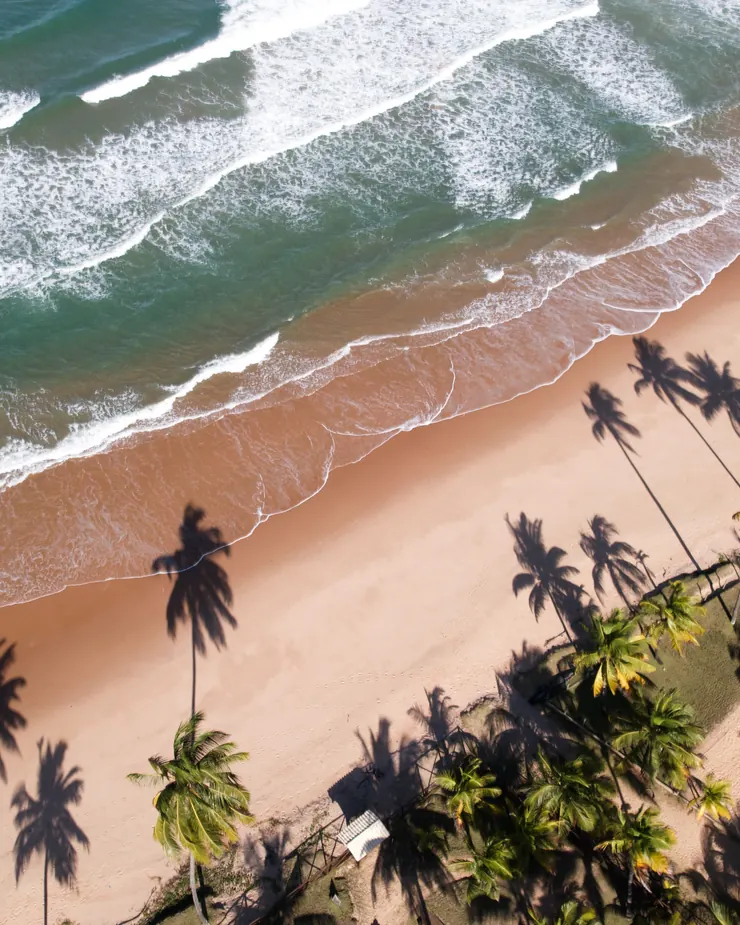 Coconut palms and their shadows on the sand, by the sea